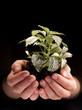 Green plant in female hands on black