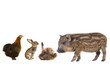 livestock;