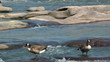 Slippery River Rocks