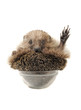 Standing hedgehog