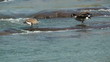 Hungry River Geese