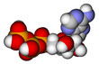 Adenosine triphosphate (ATP) space filling molecular model