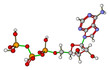 Adenosine triphosphate (ATP) molecular structure