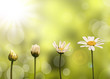 Photo: Croissance d'une pâquerette, fond nature et soleil Croissance d'une pâquerette, fond nature et soleil
