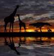 giraffes in the sunset