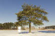 Pine tree in winter and empty billboard Pine tree in winter and empty billboard