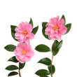 Camellia flowers
