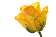 Rosenblüte