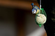 MÃ©sange bleue (Cyanistes caeruleus)