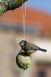 MÃ©sange bleue (Cyanistes caeruleus)