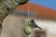 MÃ©sange bleue (Cyanistes caeruleus)