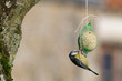 MÃ©sange bleue (Cyanistes caeruleus)