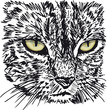 Sketch of curious little cat looking at something on the ground.