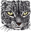 Sketch of curious little cat looking at something on the ground.