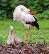 Storch
