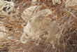 Grunge texture of dry grass