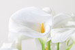 Bunch of Cala Lilies in high key Bunch of Cala Lilies in high key