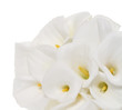 Bunch of Cala Lilies in high key Bunch of Cala Lilies in high key