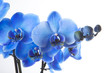 Orchidée Bleue