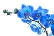 Orchidée Bleue