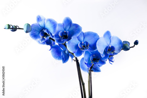 Photo: Orchidée Bleue Orchidée Bleue