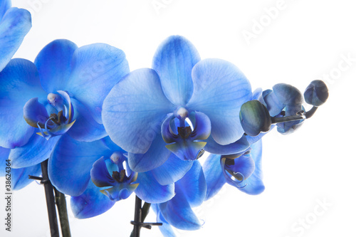 Photo: Orchidée Bleue Orchidée Bleue