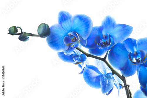 Photo: Orchidée Bleue Orchidée Bleue