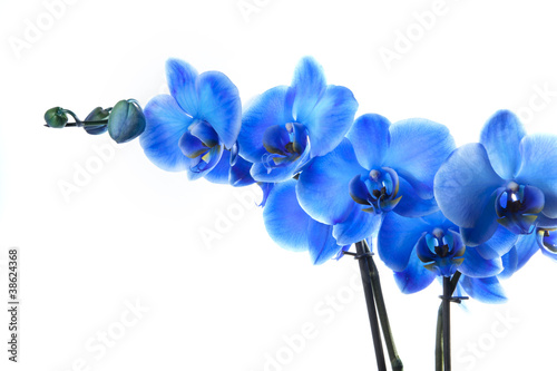 Photo: Orchidée Bleue Orchidée Bleue