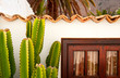 Cactus reaching rooftop Cactus reaching rooftop