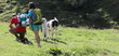 Excursionists and cows on the mountain Excursionists and cows on the mountain
