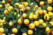 kumquats on tree