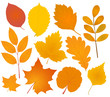 autumn leaves collection autumn leaves collection