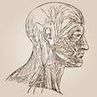 Illustration: High resolution vintage anatomy sketch drawing High resolution vintage anatomy sketch drawing
