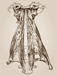 High resolution vintage anatomy sketch drawing