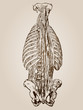 High resolution vintage anatomy sketch drawing