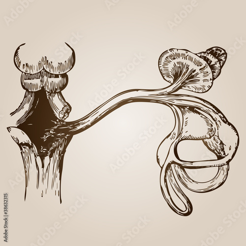 Illustration: High resolution vintage anatomy sketch drawing High resolution vintage anatomy sketch drawing