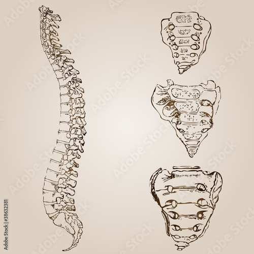 Illustration: High resolution vintage anatomy sketch drawing High resolution vintage anatomy sketch drawing