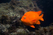 Garibaldi in the Ocean in Southern California