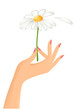 Female hand with camomile