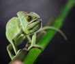 Foto: Dragon, Green chameleon Dragon, Green chameleon
