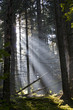 wald mit lichtstrahlen