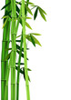 bamboo on white