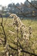 Herbstpflanze