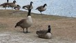 Group Of Geese By The Water Group Of Geese By The Water