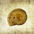 ammonite fossil