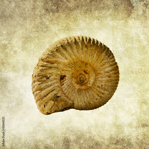 Photo: ammonite fossil ammonite fossil