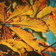 autumn photo print