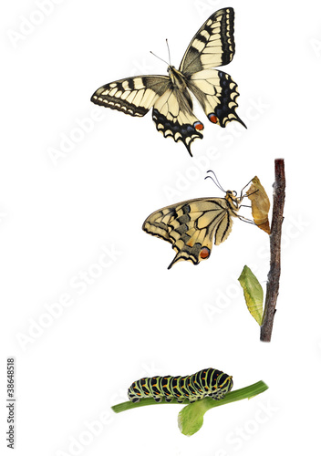 Photo: Butterfly Metamorphosis Butterfly Metamorphosis