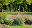 Gaura lindheimeri dans massif de plantes