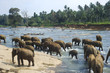 Elephants bathing